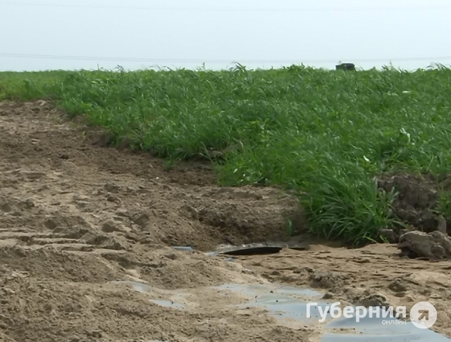 Трава на месте бывшей свалки в Хабаровске