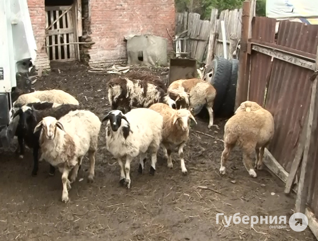 Овцы пасутся во дворе среди мусора