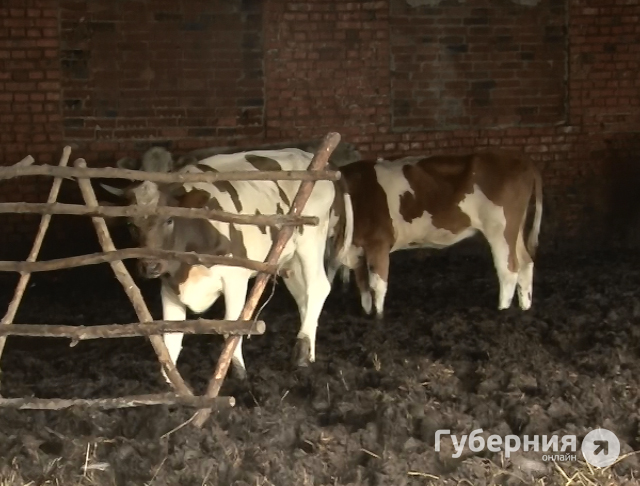 Коровы в полуразрушенном стойле