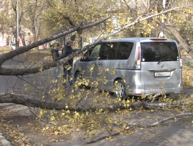 Дерево упало на машину в Хабаровске