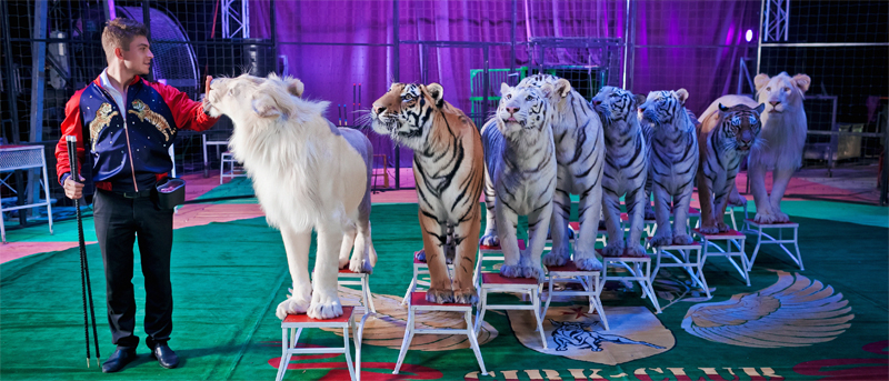 Тигры и львы