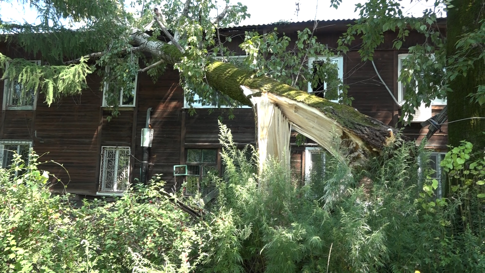 В Хабаровске старое дерево упало на дом и пробило крышу | Губерния Онлайн