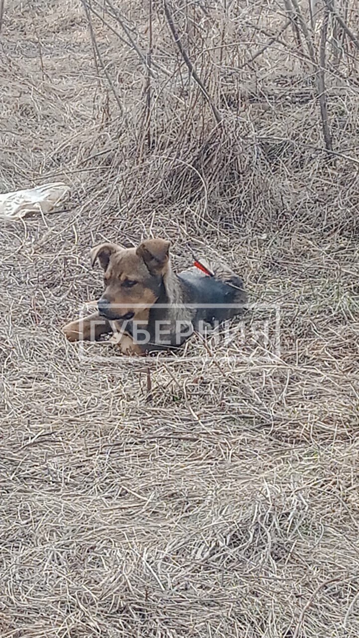 Девочки, у него что-то в спине»: щенка насквозь пробили стрелой в  Хабаровске | Губерния Онлайн