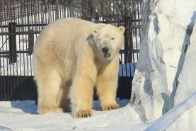 Белый медведь Алмаз отметит 5-летний юбилей в зоосаде «Приамурский»