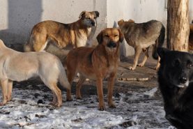 Рейд по местам прикорма бродячих собак прошел в Хабаровском крае