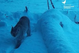 Рысь попала в объектив фотоловушки в Баджальском заказнике