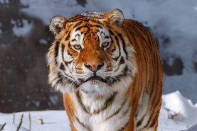 Амурского тигра насмерть сбили на трассе «Хабаровск – Владивосток»