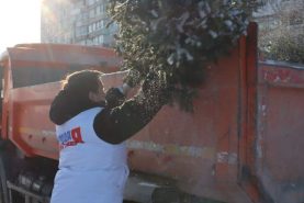 Ели конфискуют у недобросовестных продавцов в Хабаровске