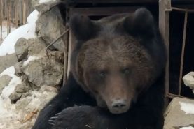 Наконец-то: медведь Буржуй из зоосада «Приамурский» впал в спячку только после Нового года