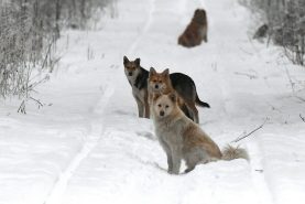 «Терпела, пока накусаются»: собаки напали на хабаровчанку в Южном микрорайоне